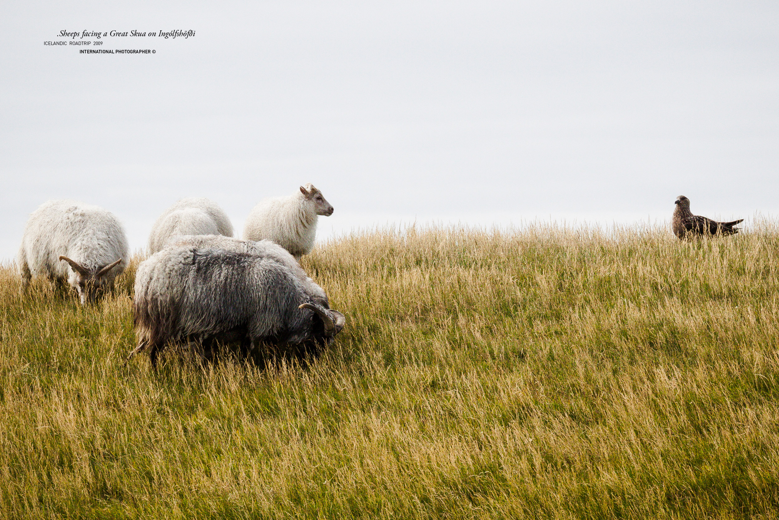 Des moutons regardent un grand labbe sur la péninsule d'INGOLFSHOFDI